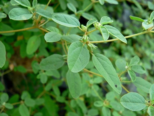 {Croton monanthogynus}